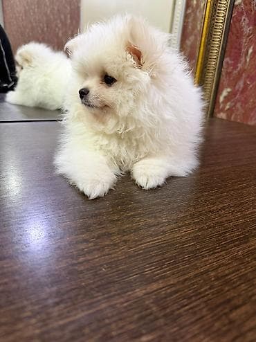 afcarka balasi satilir: Şpitz, 2 ay — 4