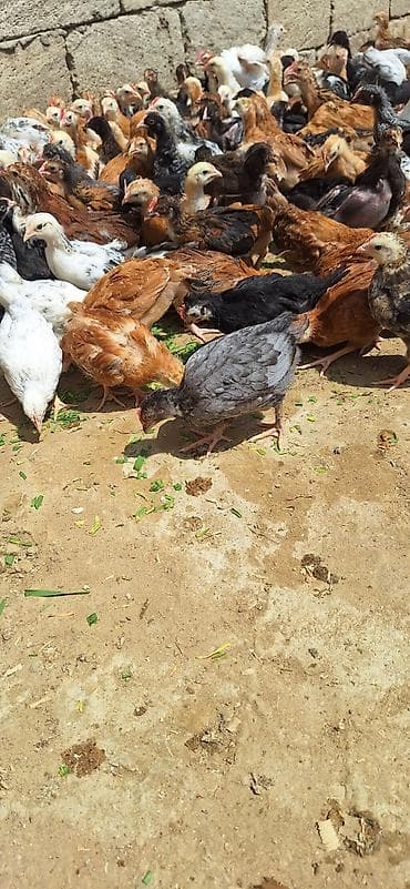 ataks cuceleri: Toyuq cücələri, Damazlıq — 9