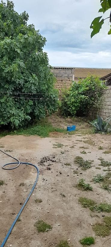 koroglu: Satılır: həyət sahəsi və köməkçi tikili - Üzüm çardağı ilə — 2