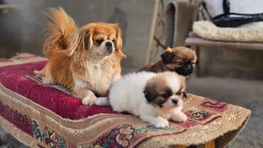 itle barter: Pekines, 2 ay, Erkek — 6