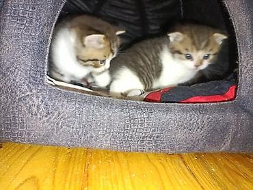 где можно купить котенка: В добрые руки — 3