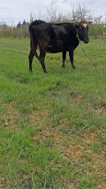 ev quslarinin satisi: Самка, лет: 6, Для молока, Самовывоз — 2