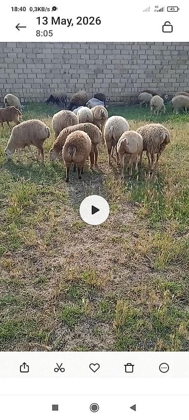 Salam erkeydi hams qurbanlg hər qiymətə var buyurun