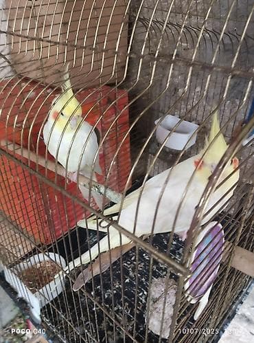 fireng qusu: Qefes qarisiq cutNimfa (Cockatiel) cütü və qəfəs dəsti - Növ: Nimfa — 1