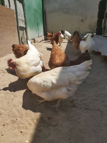 cins xoruz yumurtada banlayar: Toyuq, Yumurtalıq, Ünvandan götürmə — 5