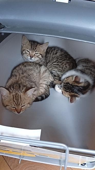 benqal pişiyi: Benqal — 2