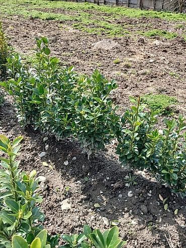 fıstıq ağacı: Ağaclar — 2