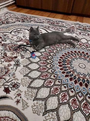 pulsuz pişik balalari 2019: Britan — 3