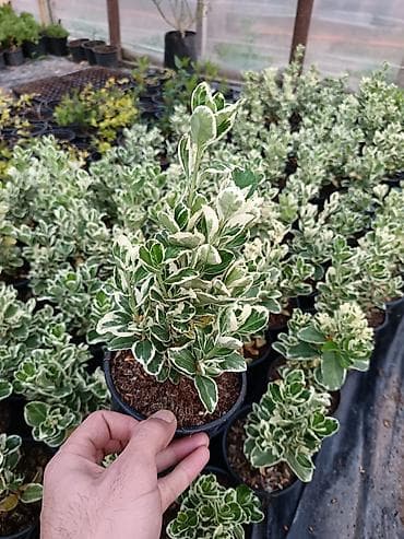 heyet gulleri ve adlari: Məhsul: Bəzək kolları və çoxilliklər – saksıda Təsvir: - Hər biri — 4