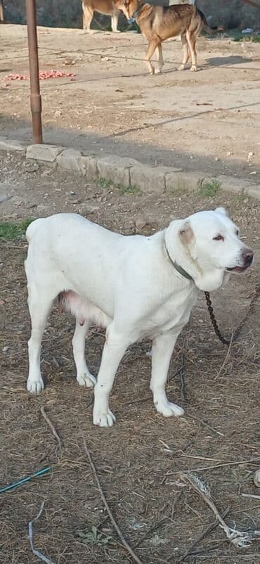 pişik yemek qabı: Alabay, 1 il, Dişi, Peyvəndli, Ödənişli çatdırılma — 2