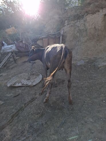 dana satişi: Məhsul: İnək və buzovlar Təsvir: - Fotoşəkillərdə qara-ağ rəngli — 7