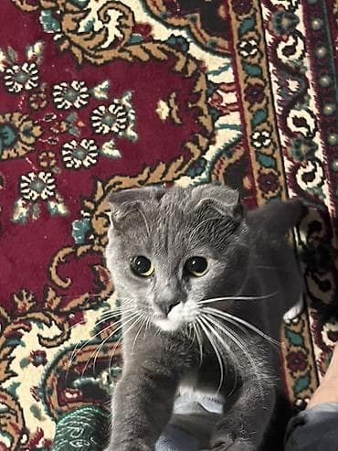 Şotland yastı qulaq, Erkək