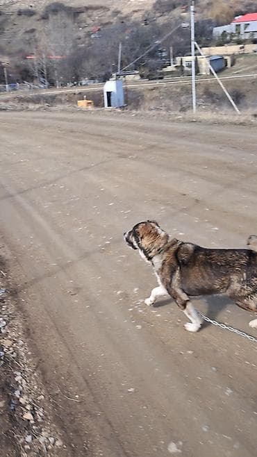 gəncə toyuq satan: Qurdbasar, Peyvəndli — 1