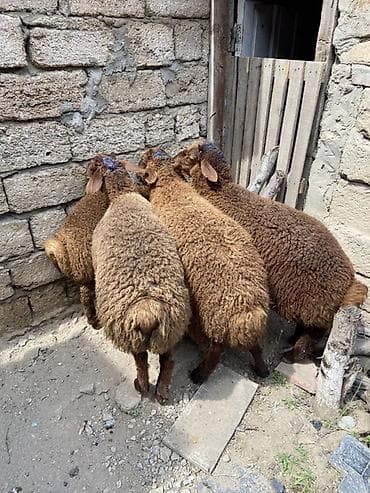 xaski it sekilleri: Quzular– qəhvəyi rəngli, quyruqlu yerli cins - Say: 4 baş (şəkillərdə — 1
