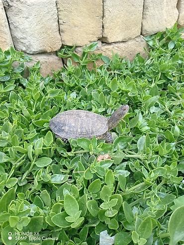 Аквариумные аксессуары и принадлежности: Növ: Quru/su tısbağası. BARTER MÜMKÜNDÜR Xüsusiyyətlər: - Yarımsu — 10