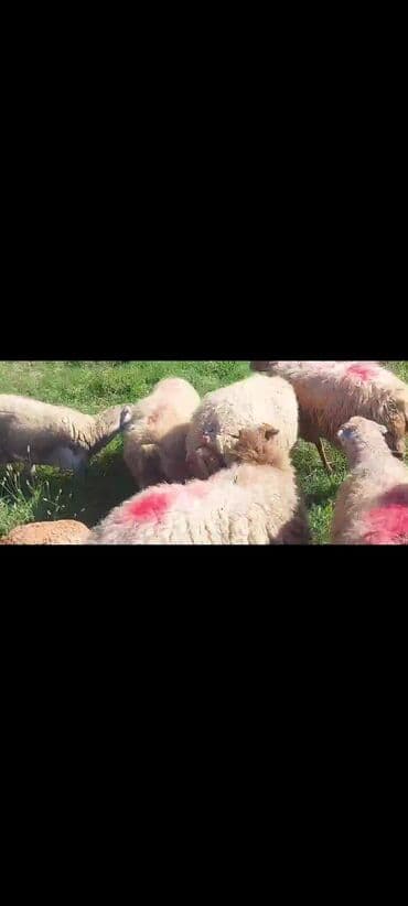 Dişi, il: 2, 50 kq, Damazlıq, Ünvandan götürmə