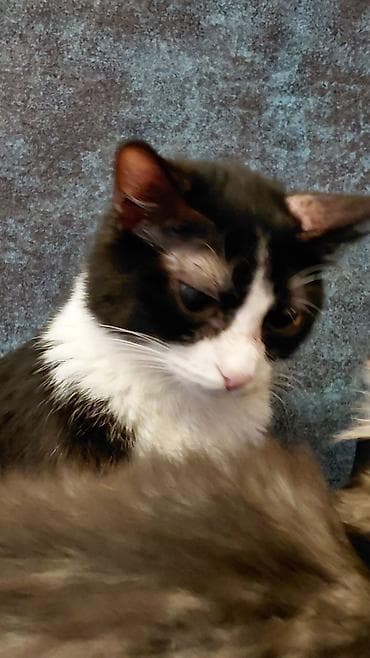 pişik həkimi: Dişi, Yaxşı əllərə, Ünvandan götürmə — 5