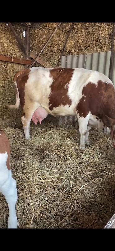 kreditle heyvan satisi: Simental tipli inək buzovu ilə birlikdə. - Cinsi: Simental — 3