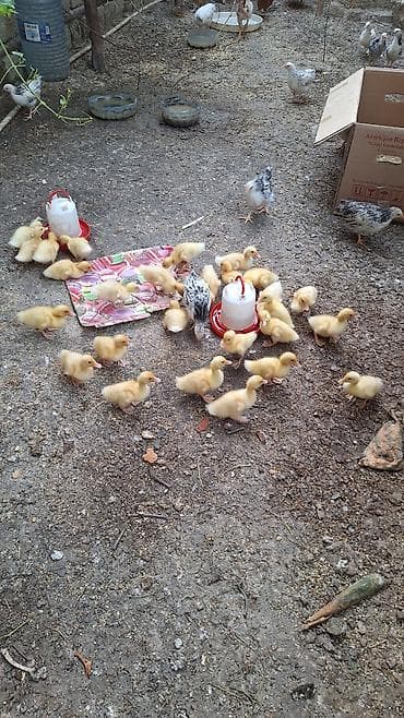 lal ördeyler: 27 ədəd Pekin ördəy balası hər biri sağlam vəzyətdədi ətliy və çox — 2