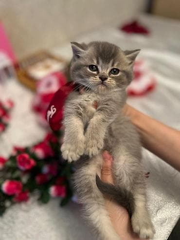 anqor pişik: Britan — 6