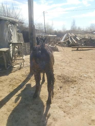 dana buzov: Dana, buzov — 2