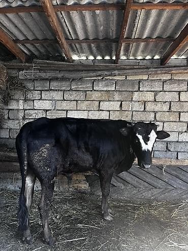 hind quşu cucesi: Satılır: Qara rəngli dana - Rəng: Qara, alın nahiyəsində ağ ləkə - — 1