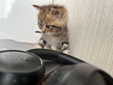 heyvanlar cütləşməsi: Şinşilla — 10