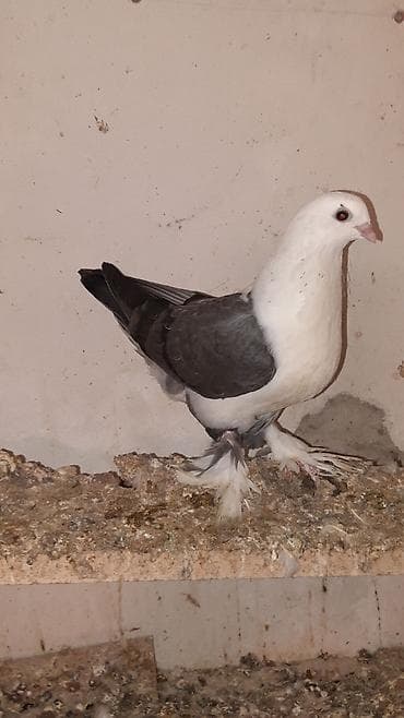 Göyərçinlər: Iran sortudu iri hundur quwtu erkeydi ax baw qara quyruqdu hele tuleye — 3