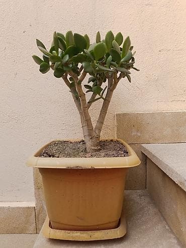 pul qab: Succulent – Crassula ovata (Pul ağacı) - Bitki: Crassula ovata – — 3