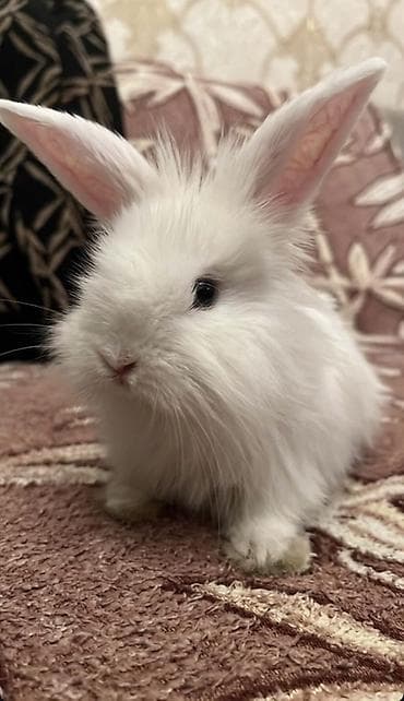 it satisi 2020: “AŞAĞI YERİ VAR” Ağ tüklü karlik dovşan - Rəng: tam ağ, yumşaq və — 1