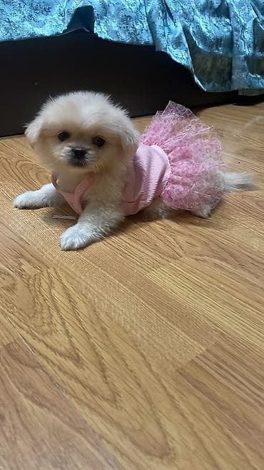 İtlər: Cinsi:pomerian🐶
qiymətdə razılaṣmaq olar — 1