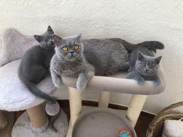 pişik şəkili: Şotland, Dişi, Erkək, Ünvandan götürmə — 17