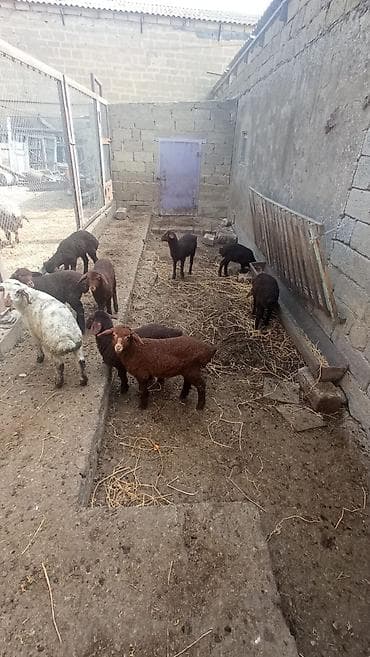 Птицы: 15 qoyun 1 ərkəy toğlu 6si doğub 3ü əkizdi digər qoyunlardanda boğaz — 3