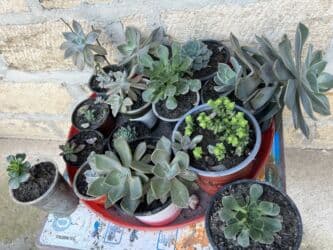 qazon toxumu qiyməti: Her biri ucuz kimete Gencededi catirma var size yaxin yere ancag — 31