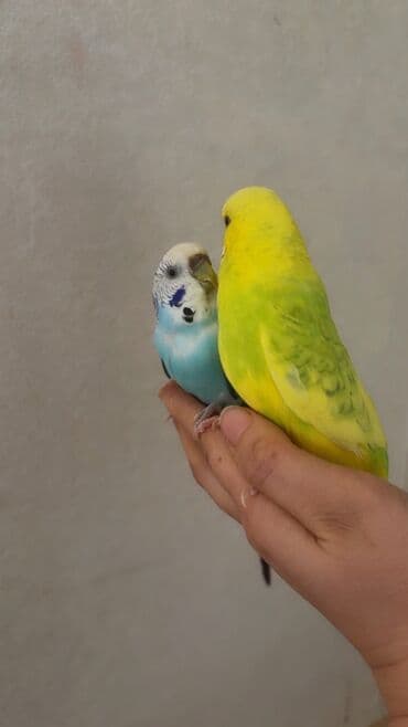 Akvariumlar: Məhsul: Dalmatin və klassik rəngli iki ədəd dalğıç (bəbil) tutuquşu — 1