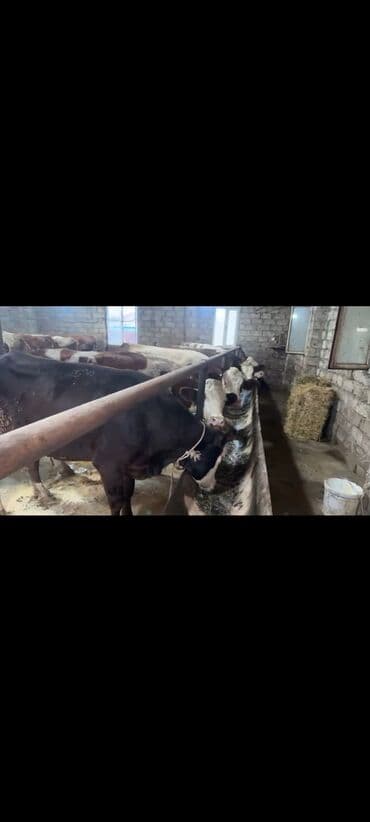 cins ineklerin satisi 2018: İnəklər satılır qiymətlər 5000dən başlayır ünvan bakı əlaqə 0773095759 — 1