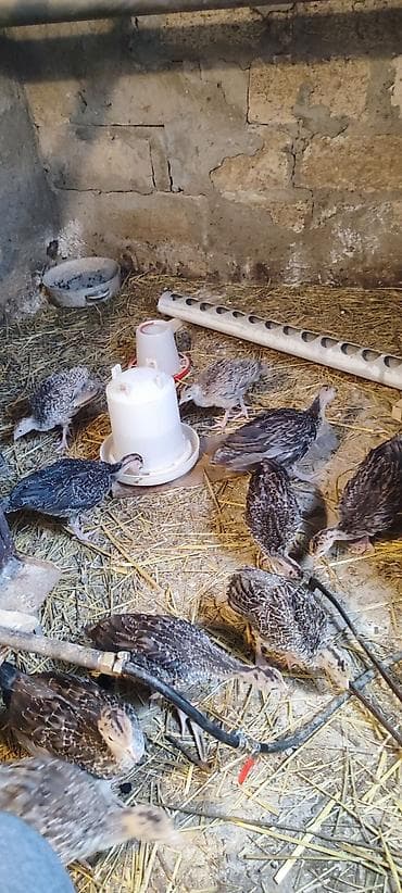 etlik inek cinsleri: 1 aylıq hinduşka cücələri. Vaksinlər olunub. yerli və aberkan bronz — 1