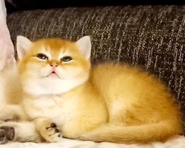 sfinks pişik: Britan, Erkək, Yaxşı əllərə, Ünvandan götürmə — 1