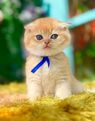 lalafo pisikler: Britan — 9