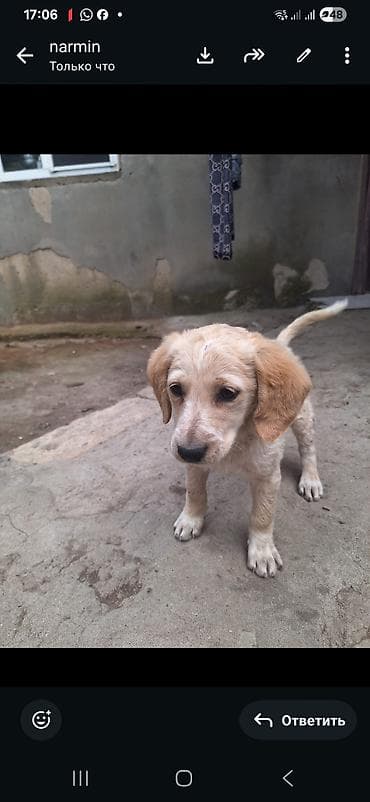 Növ: it balası watsap Cins: qarışıq spaniel (orta ölçülü tip) Rəng