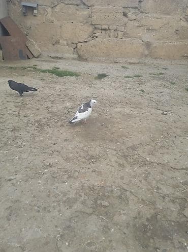 amadin satilir: Kəkilli boynu qüllü çəp maya satılır — 1