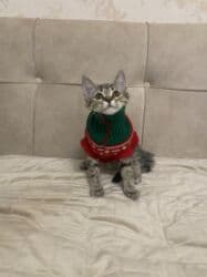 şotland pişiyi etibarlı əllərə verilir: Britan, Dişi, Yaxşı əllərə, Ünvandan götürmə — 4