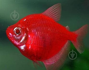 it bala: Akvarium bitkiləri gübrələr və balıqlar. Akvariumların dizayn olunması — 2