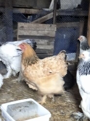 karella quslari: Toyuq, Brama, Damazlıq, Ödənişli çatdırılma — 5