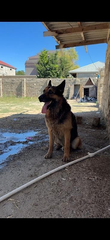 Alman çoban iti, Erkek, Peyvəndli