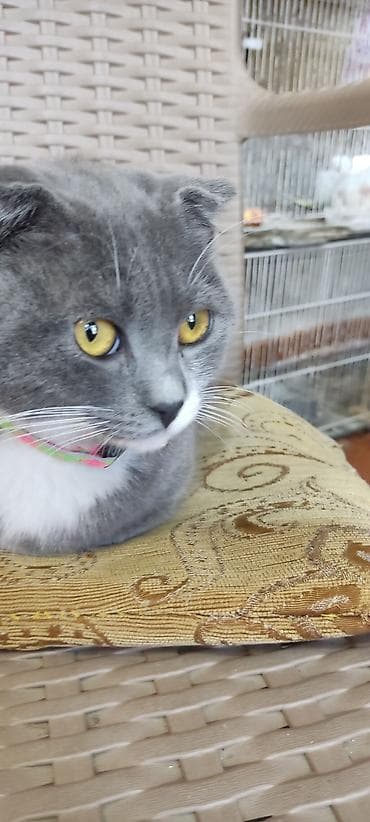 Quşlar: Şotland yastı qulaq, Yaxşı əllərə — 3