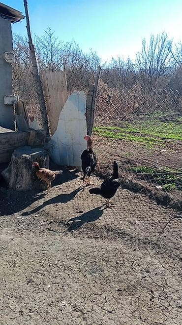 heyvan satisi tap az: Toyuq, Damazlıq, Ödənişli çatdırılma — 1