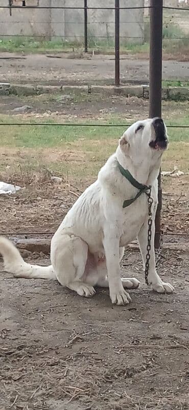 it davası: Alabay, 10 ay, Erkek, Peyvəndli, Pulsuz çatdırılma — 3