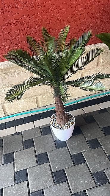 yun xalça: Məhsul: Dekorativ tebii tropik bitkilər (saksıda) Təsvir: - Realistik — 3