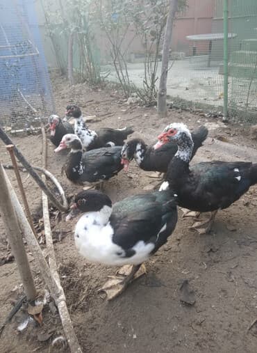 xaski itlerinin qiymeti: Erkəy lal őrdək satılır 10 ədəddir 3kqdır — 1